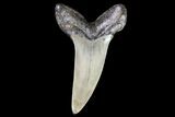 Fossil Shortfin Mako Shark Tooth - Georgia #75273-1